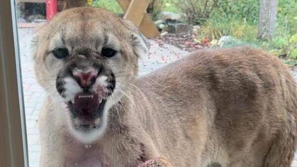 puma na osiedlu w Calgary