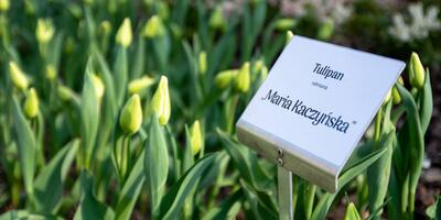 Maria kaczyńska tulipany