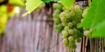 winogron