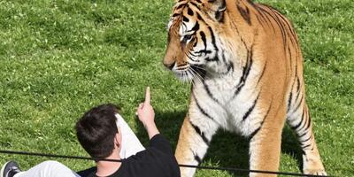 tygrys w ZOO w Yorkshire