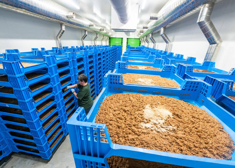 farma owadów