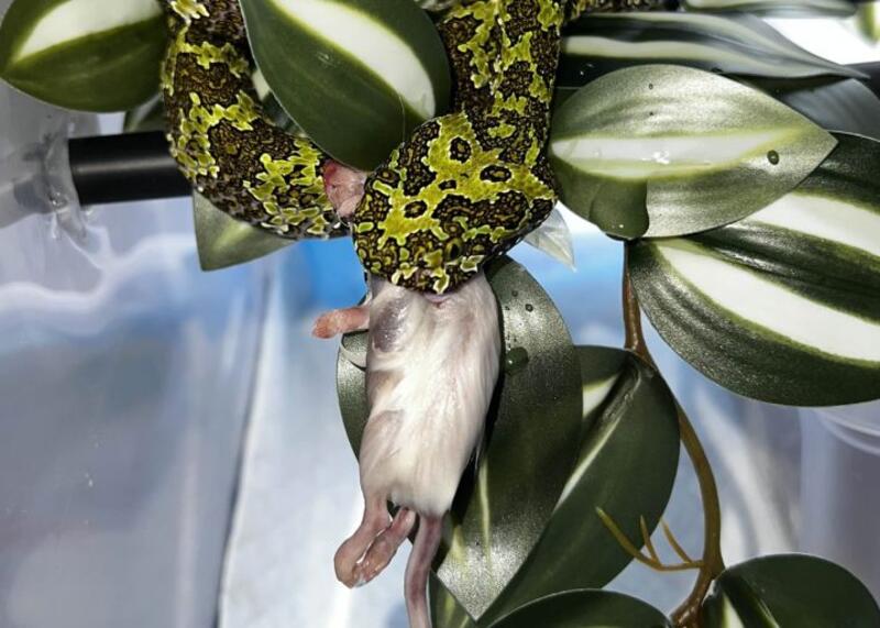Vipera Mangshan