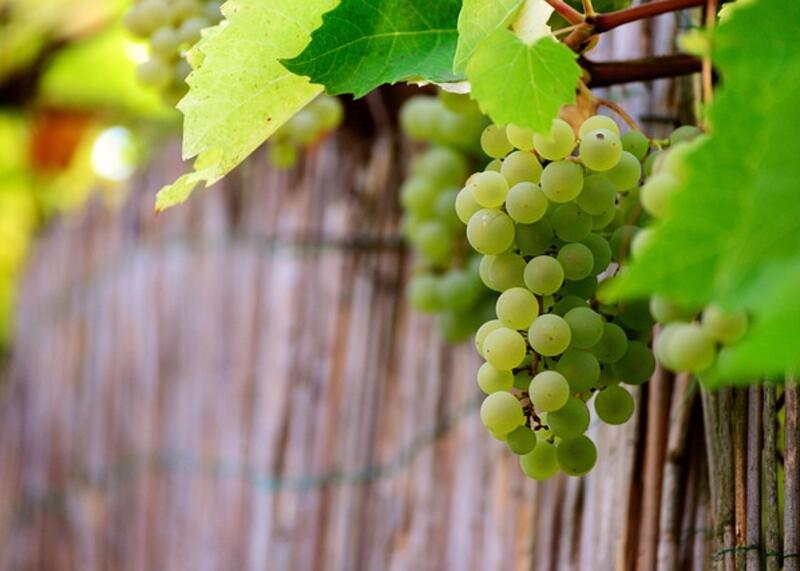 winogron
